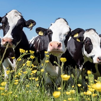 Compassion welcomes confirmation of Bill to Ban Live Exports