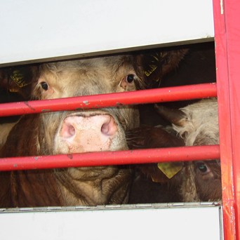 True Horror of EU Live Animal Transport Exposed