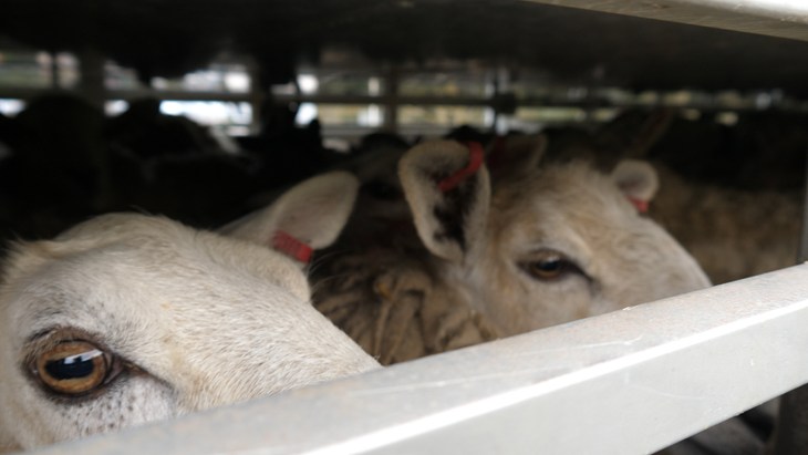 Sheep GOV Announcement (1)