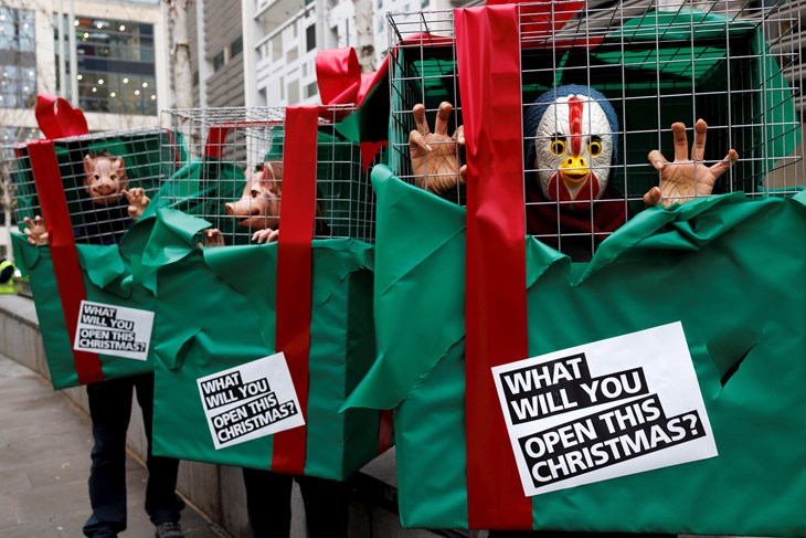 Giant gift wrapped cages, the gift wrapping has been partly torn, revealing the cage and the people dressed as pigs and a chicken inside