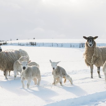 A triumphant year for farmed animals in turbulent times