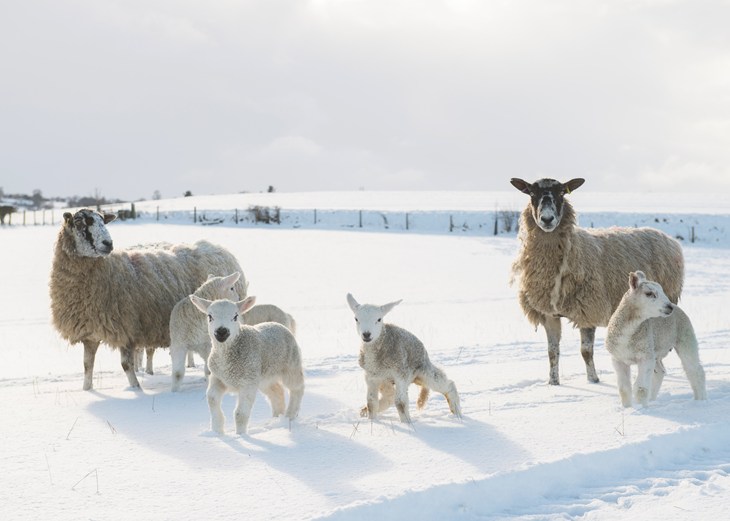 lambs and ewes in a snowy field