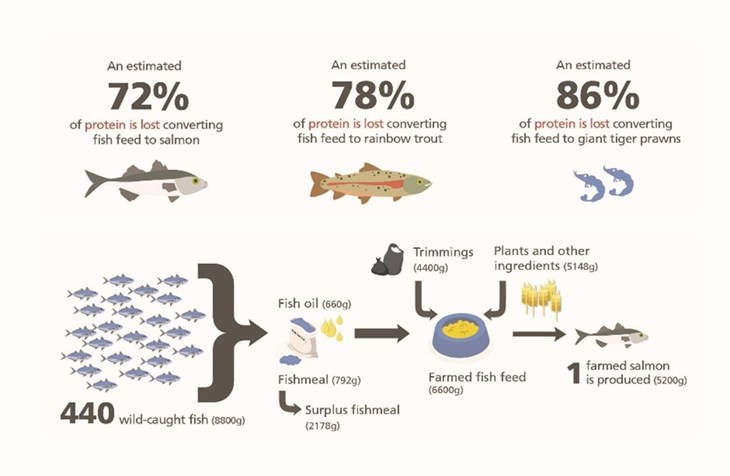 Infographic showing wild/caught fishes needed to produce one salmon