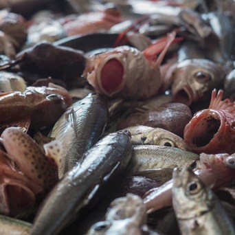 New study reveals shocking wild caught fish numbers