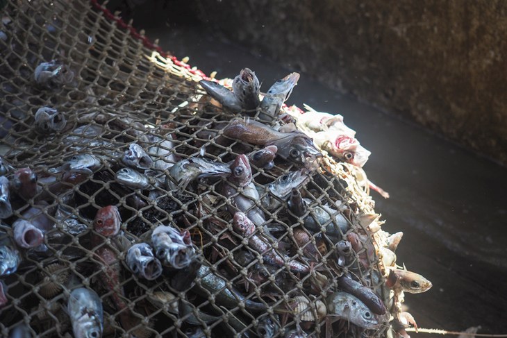 wild fishes caught using nets