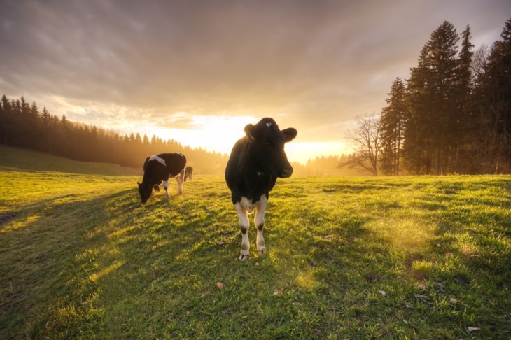 Cows in field at sunset
