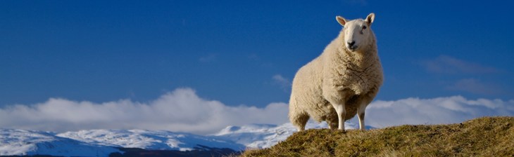 Sheep standing on hill amongst many mountains and a bright blue sky.