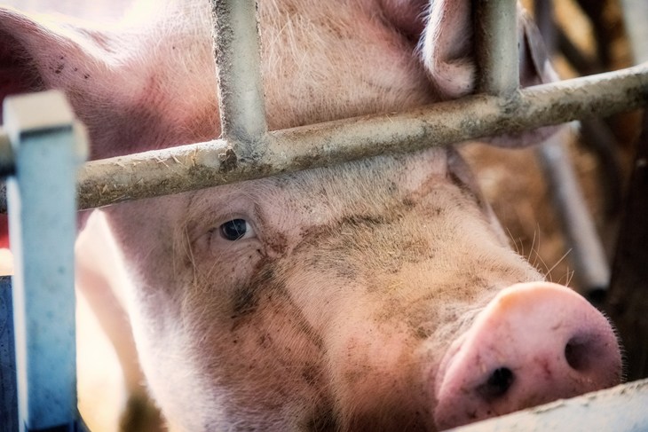 Pig Looks Through Bars Stock Photo ID 1163973796