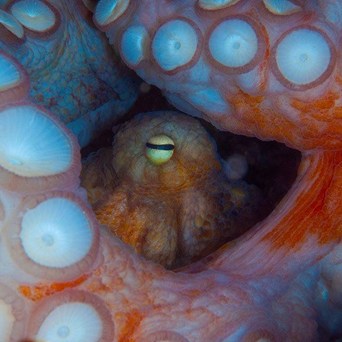 New threats of octopus farm plans revealed