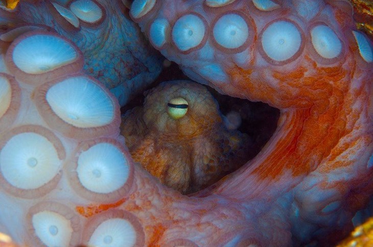 image of an octopus close up