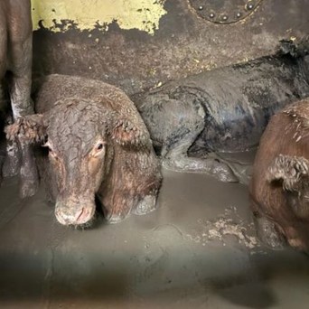 Governments urged to end live exports now