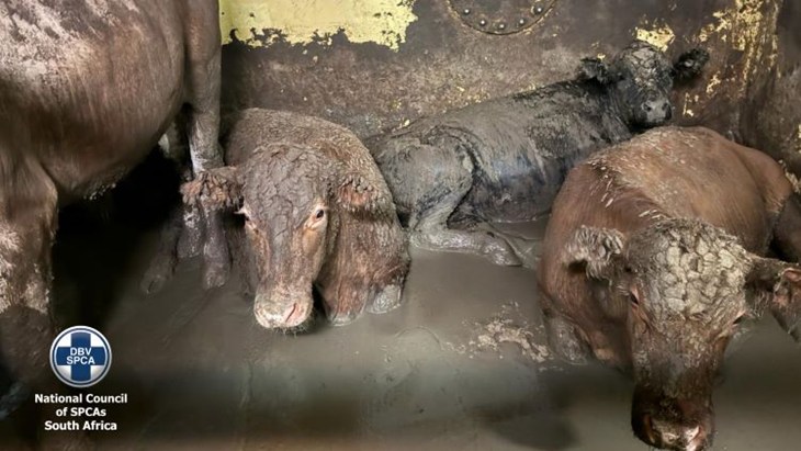 Cattle onboard the Al Kuwait docked in Cape Town