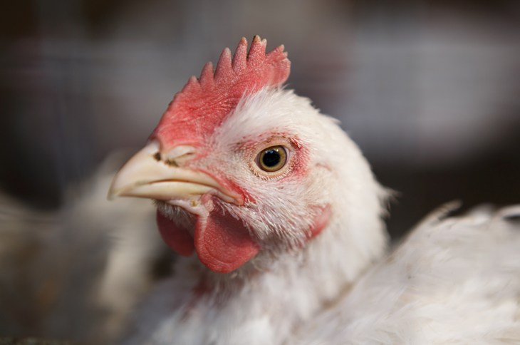 Broiler chicken close up