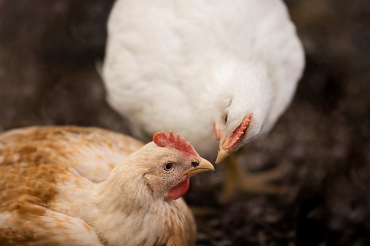 ChickenTrack 2024 Copyright: Norsk Kylling