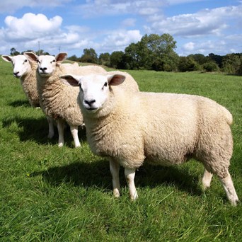 Compassion celebrates historic new law after  50-year campaign to Ban Live Exports