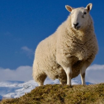 Ban On British Live Exports