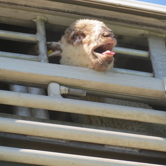 Ban Live Exports Day: Push for Global Action