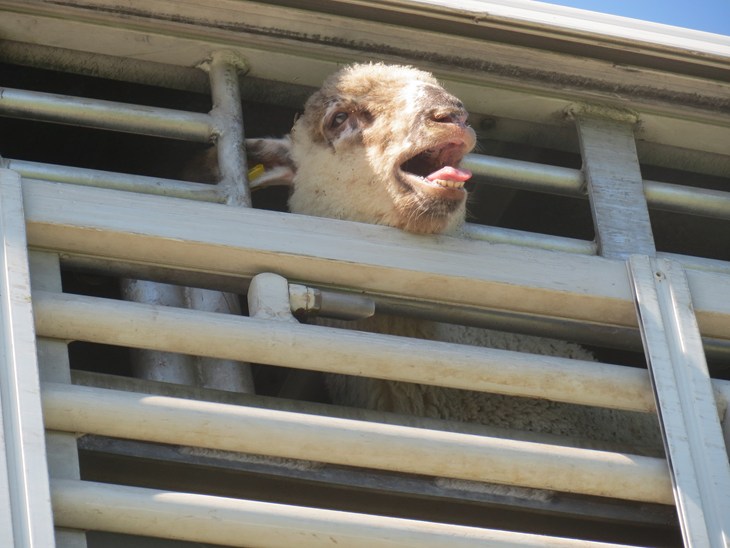 Distressed sheep being transported