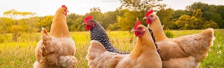 Flock of free range hens in a bright green meadow.