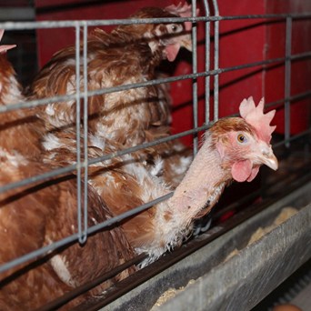 NGOs join landmark End the Cage Age legal case
