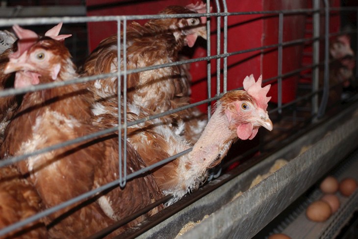 Laying hen in cage