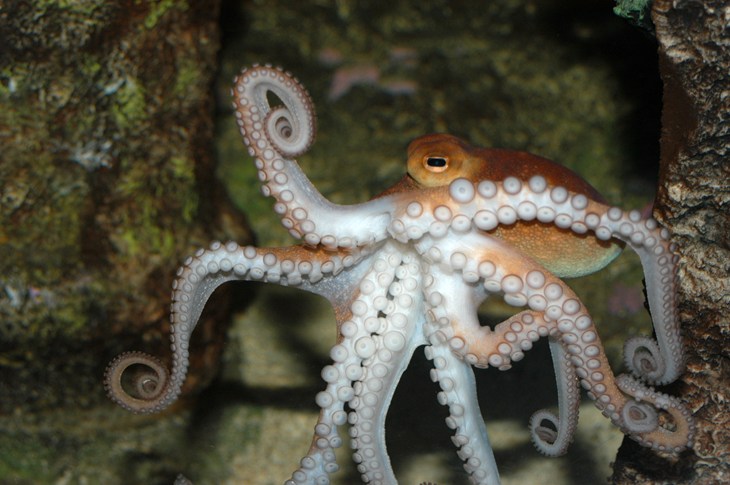 Octopus in the sea