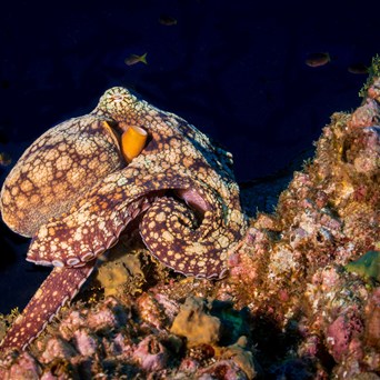 California becomes second US state to ban octopus farming