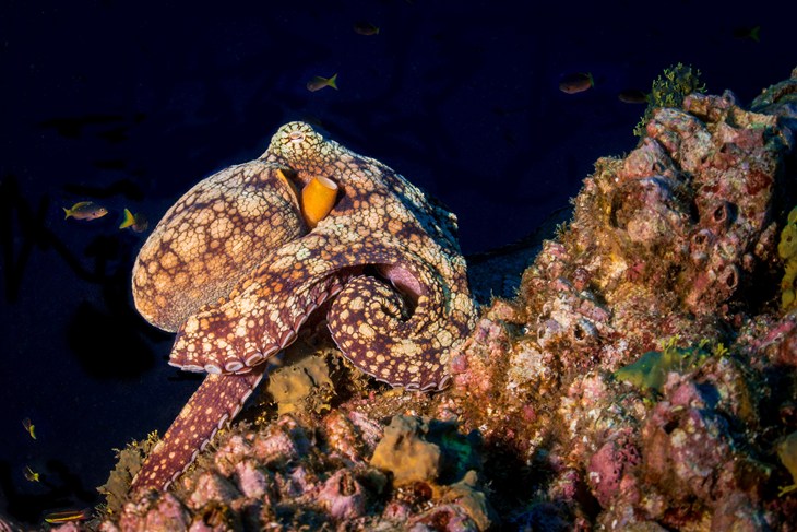 Octopus in the wild