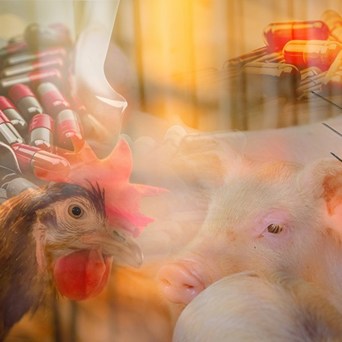 New report reveals supermarkets still lack robust antibiotic policies, despite the alarming rise in antibiotic resistance