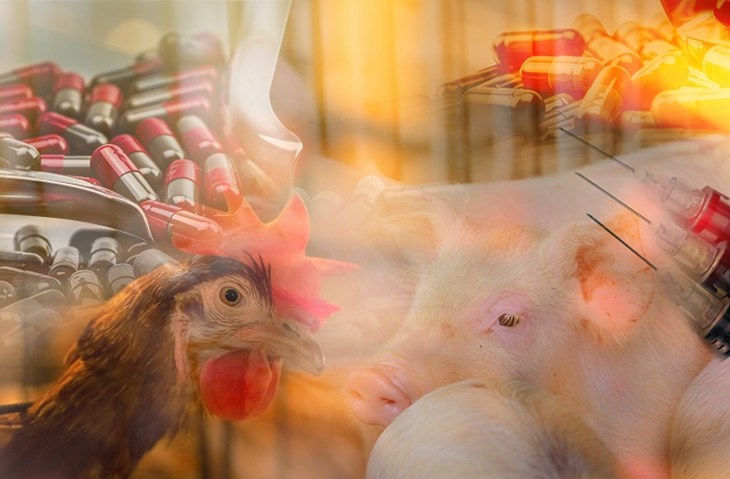 hen and pig montage