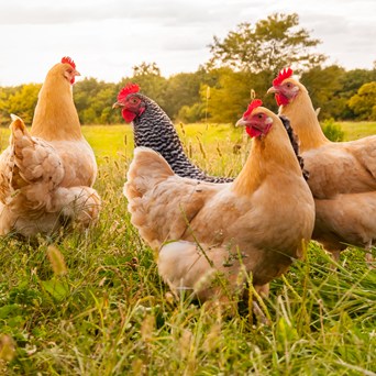 Putting animal welfare on the political agenda
