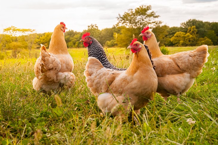 Free-range hens in field