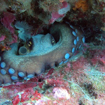Governments urged to stop funding cruel & unsustainable octopus farming on World Octopus Day