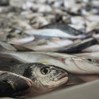 85% of people in the UK want better protection for farmed fish