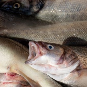 85% of people in the UK want better future for farmed fish