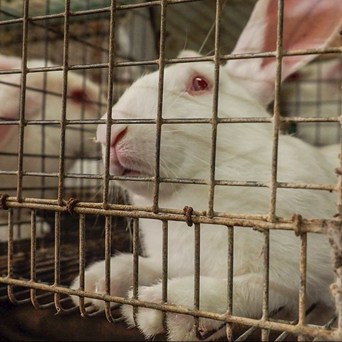 Cruelty exposé reinforces crucial need for EU cage ban
