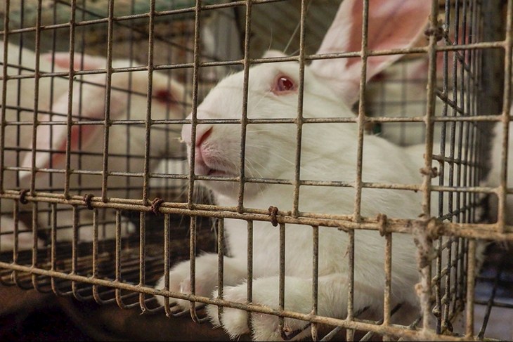 Rabbit in cage in factory farm in Italy