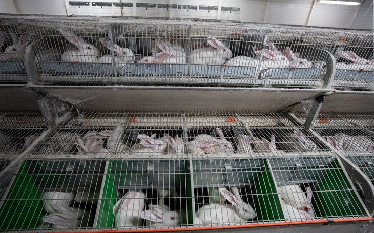 Rabbits in cages in a factory farm in Poland