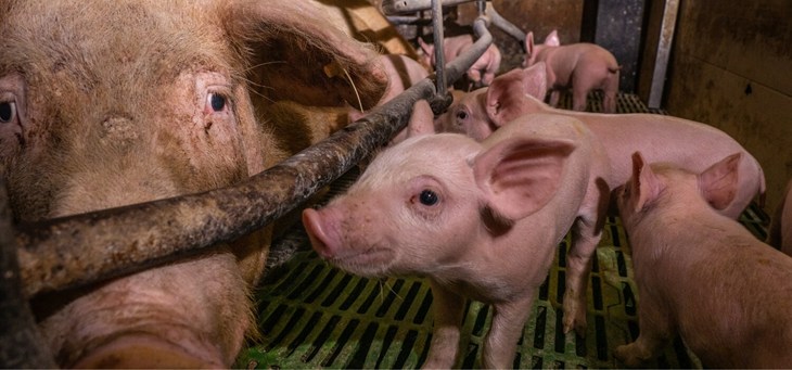 A sow confined in a farrowing crate.