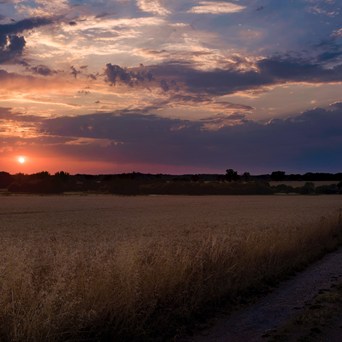 Spotlight on climate-friendly food systems at COP29
