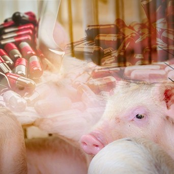 Concerning increase in antibiotic use in the pig industry