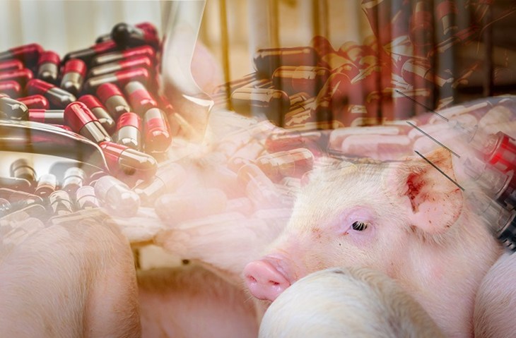 montage image of pigs and antibiotic pills