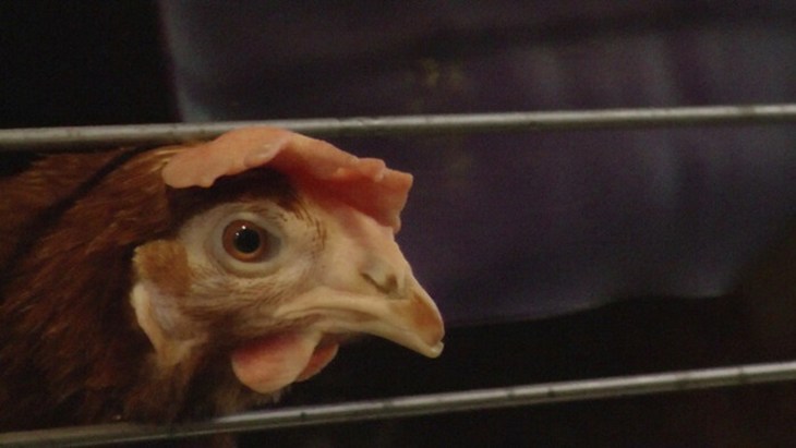 caged hen with clipped beak