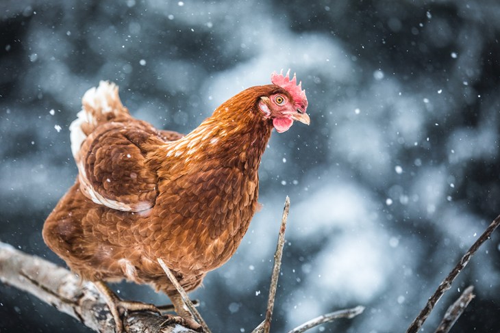 Chicken In Snow
