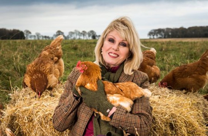 Dame Joanna Lumley in a field with free-range egg laying hens