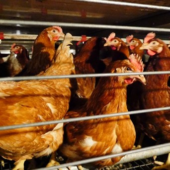 UK Government respond to our End the Cage Age petition