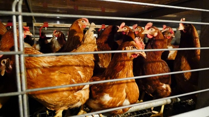 Image of laying hens in crowded cages