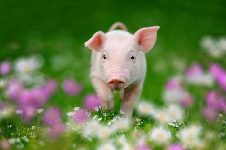Image of a happy piglet running towards the camera