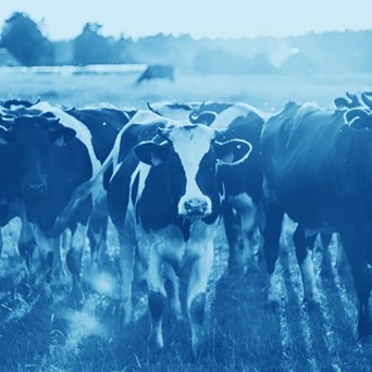 New Business Benchmark on Farm Animal Welfare reveals UK companies lead the way