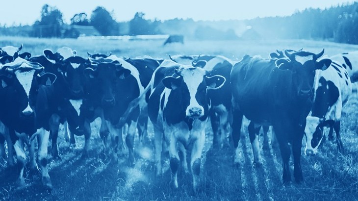 Heard of cows in a field facing the camera